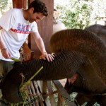 Brave Elefantenlady wird mit Bananen belohnt
