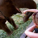 Brave Elefantenlady wird mit Bananen belohnt