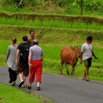 Spaziergang durch die Reisterrassen