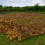 Kokosnussfriedhof