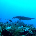 Amazing - lebendes Unterwasserufo - unser erster Manta